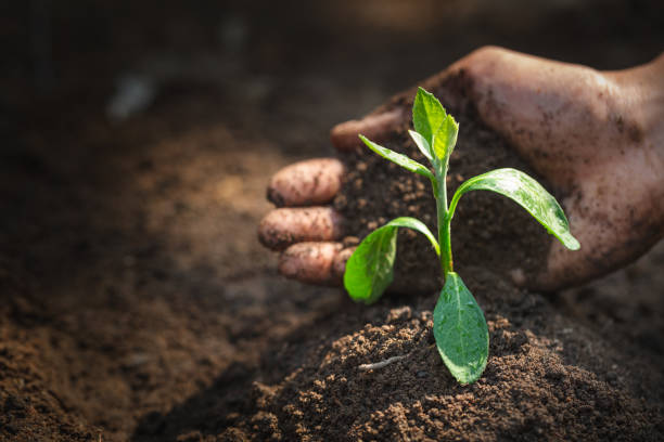 Seedlings that grow from perfect soil have the idea of protecting the hands of soil preparation for agricultural cultivation. Soil for gardening, organic farming, soil quality and World Soil Day. Seedlings that grow from perfect soil have the idea of protecting the hands of soil preparation for agricultural cultivation. Soil for gardening, organic farming, soil quality and World Soil Day. soil health stock pictures, royalty-free photos & images