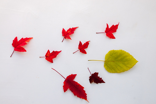 Autumn still life : red maple leaves and one green on a light background