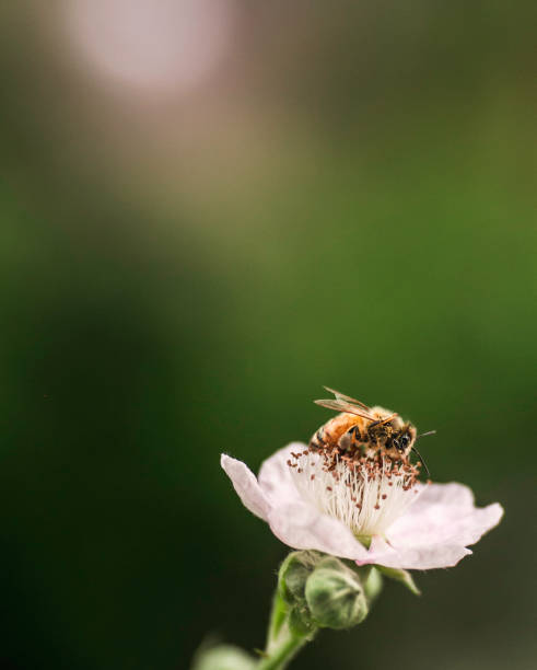 Honey bee flower stock photo