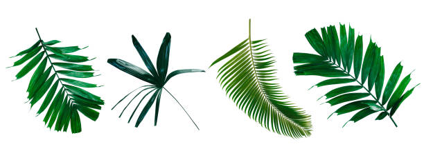 istock abstract green leaf texture, nature background, tropical leaf 1257682698