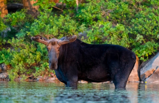 istock Moose feeding on lily pads in a pond 1257684103