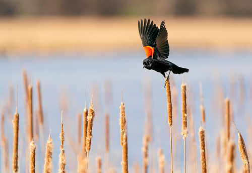 Red-winged blackbird (Agelaius phoeniceus) on a Cattail in a Wetland Marsh. Great Meadows National Wildlife Refuge, Massachusetts