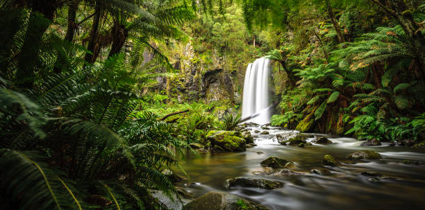 hopetoun falls - otway national park imagens e fotografias de stock