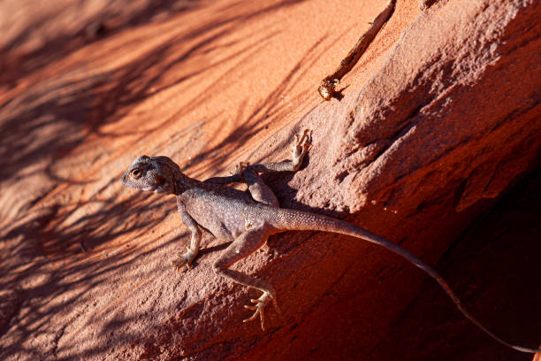 istock Close up image of a Pseudotrapelus sinaitus (Sinai Agama Lizard) 1257684168