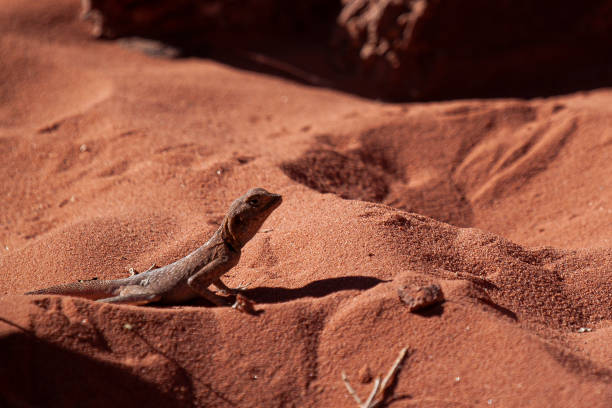 istock Close up image of a Pseudotrapelus sinaitus (Sinai Agama Lizard) 1257684170