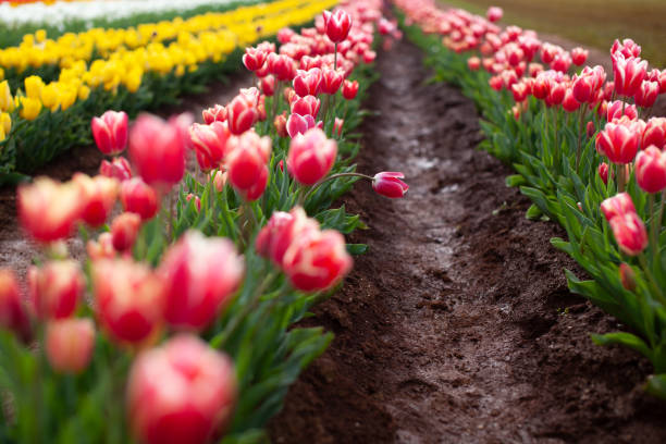 istock Tulip Festival 1257684223