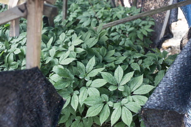 istock Korea ginseng plant growing on a field. 1257685365
