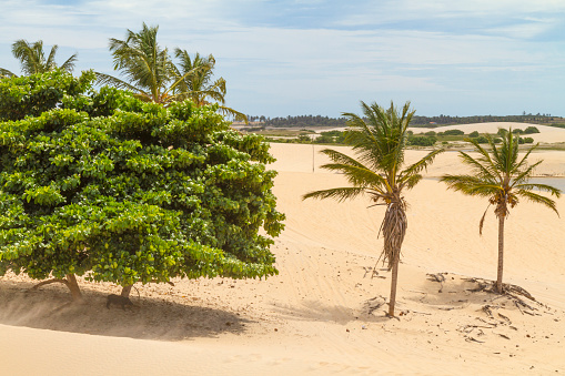 Landscape view of an oasis with green trees and coconut palm trees in the middle of a golden yellow dunes at Jericoacoara Jeriquaquara, Ceará State, on Northeast Brazil, at midday with a cloudy blue sky in a summer hot day.\n\nPicture with copy space.\n\nJericoacoara Jeriquaquara is a famous oasis with sand dunes, lakes, turquoise beaches, palm trees and a little town in the middle of desert very popular for national and international backpacker tourists.
