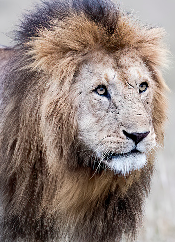 A male lion close-up. Taken in Kenya