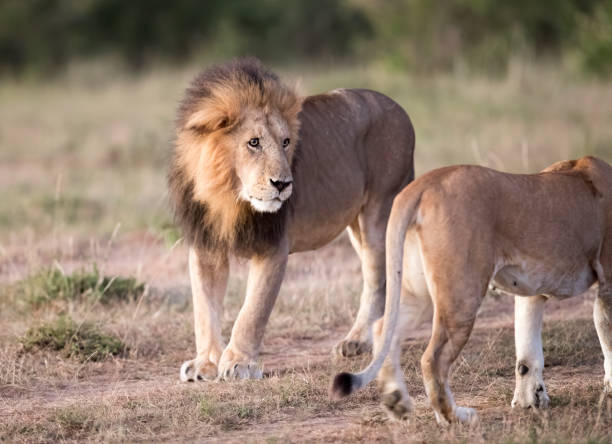 istock Lion Stock Photo 1257686272