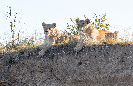 Two lionesses on a hill. Taken in Kenya
