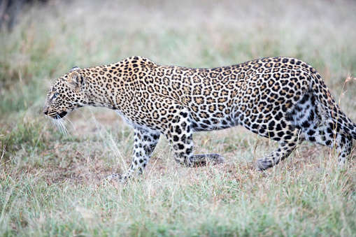 A leopard walking in the grass. Taken in Kenya