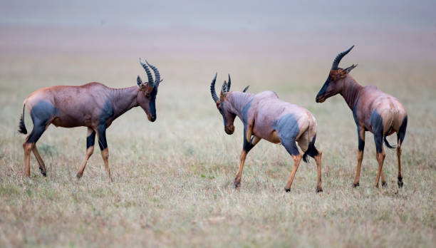 foto de acciones de topi antelope - masai mara national reserve masai mara topi antelope fotografías e imágenes de stock