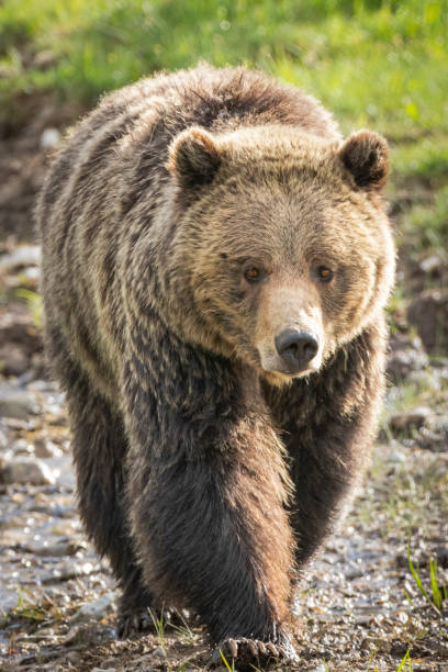 Grizzly stock photo