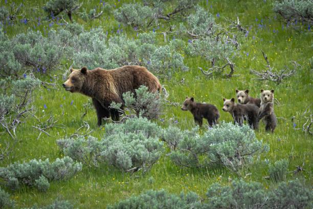 istock 399 and her four grizzly cubs 1257689383