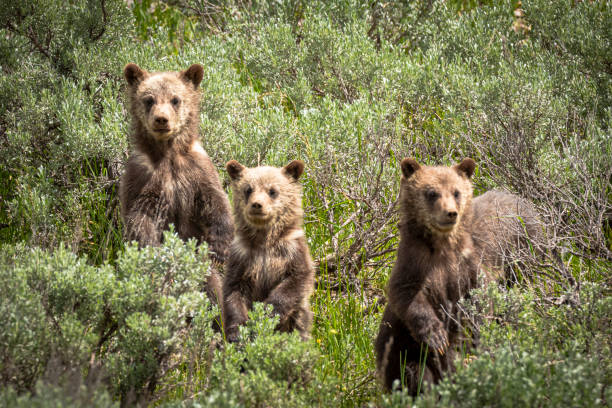 istock Three grizzly cubs standing on hind legs 1257689385