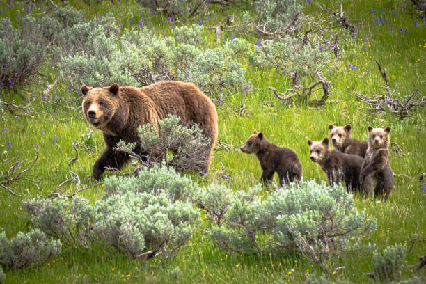 399 e i suoi quattro cuccioli grizzly - cub animal mammal animals in the wild foto e immagini stock