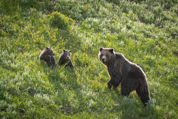 Mother grizzly and two cubs climb a ridge stock photo