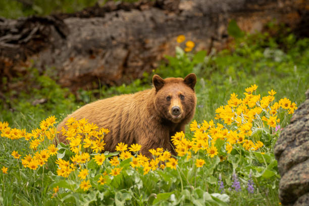 oso negro canela - parque nacional de yellowstone fotografías e imágenes de stock