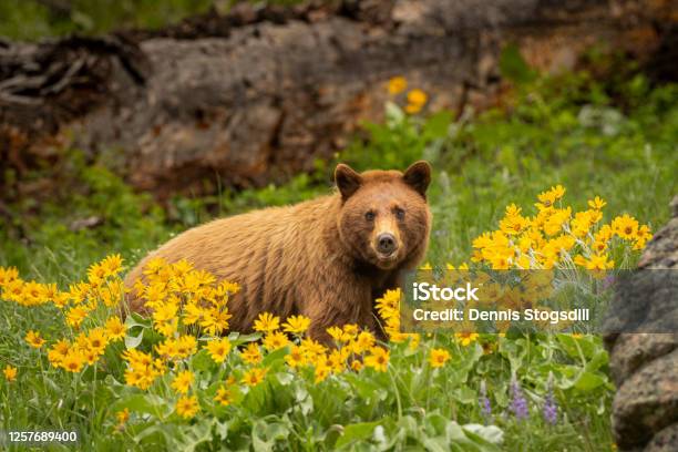 Cinnamon Black Bear Stock Photo - Download Image Now - Yellowstone National Park, Bear, Animal Wildlife