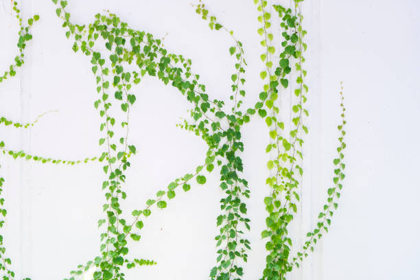 istock ivy leaves isolated on white 1257690936