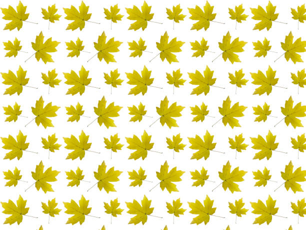 istock Seamless pattern of yellow autumn leaves on a white background. 1257691067