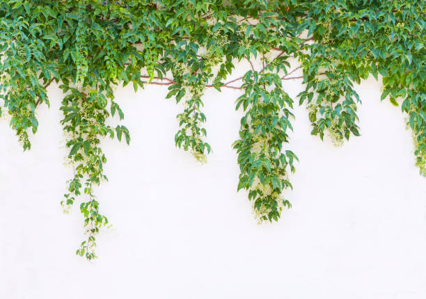 istock ivy leaves isolated on white 1257691803