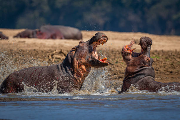 Hippo flight in the Luangwa River stock photo