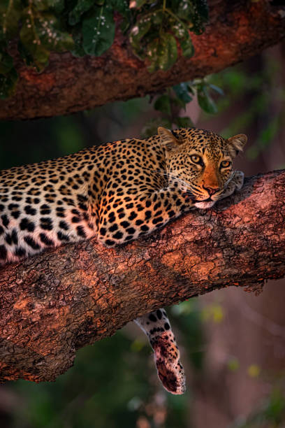 Leopard in tree at sunset stock photo