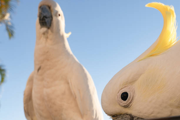 cockatoo parrot uccello ritratto mattina alba sole carino animale australia queensland - parrot young animal human hand cute foto e immagini stock