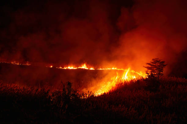 istock View of Fire Burning Grass and Trees at Night 1257693060