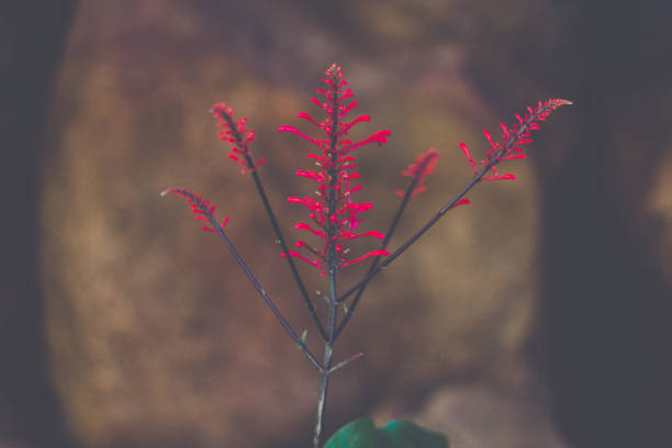 istock Red Flower Plant 1257693145