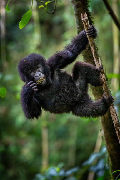 gorilla di montagna - gorilla safari animals wildlife photography foto e immagini stock