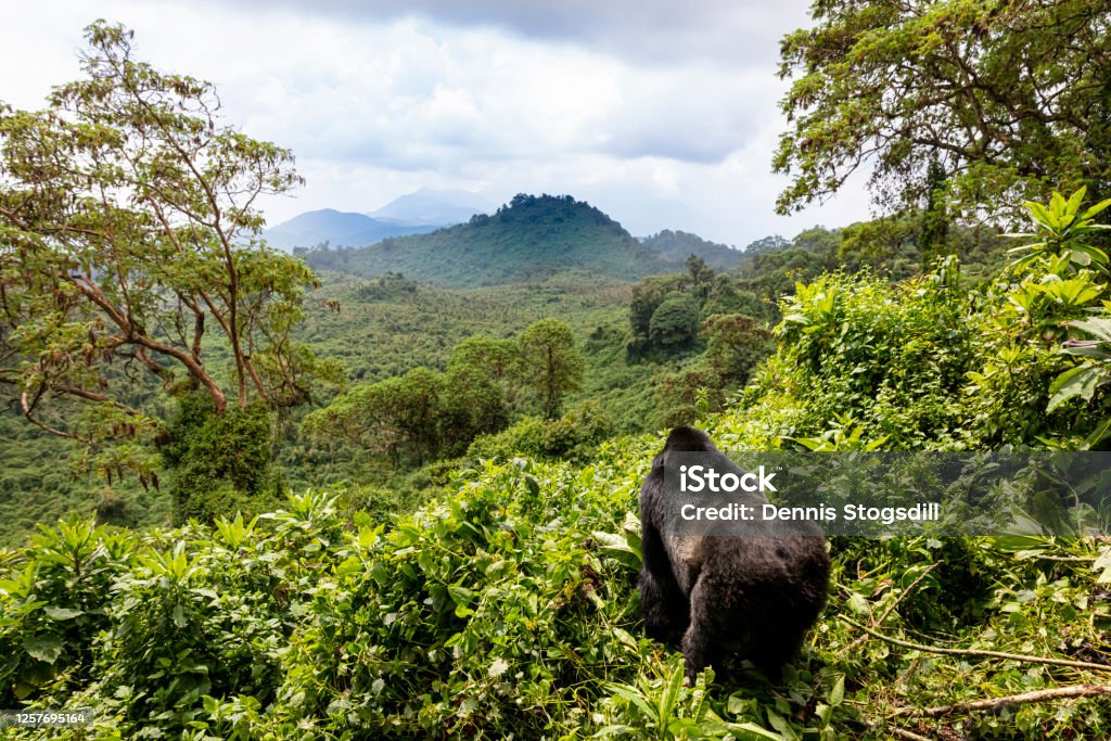 Mountain Gorilla Mountain gorilla in Rwanda Volcanoes National Park Rwanda Stock Photo