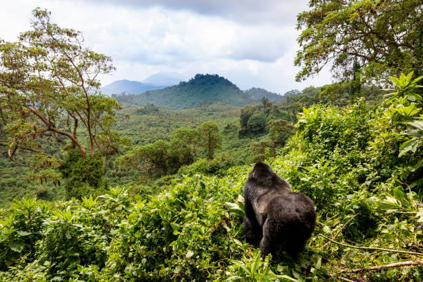 Mountain Gorilla Mountain gorilla in Rwanda Volcanoes National Park east africa stock pictures, royalty-free photos & images