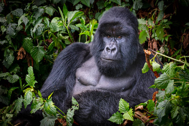 Mountain Gorilla stock photo