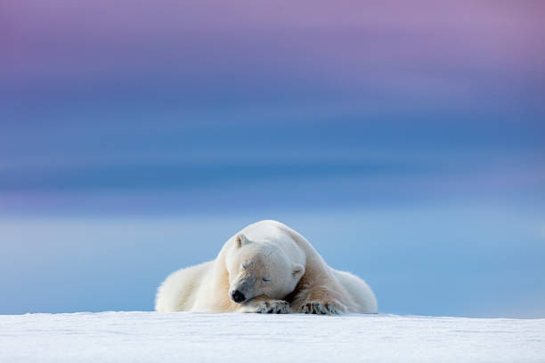 oso polar durmiendo al atardecer - clima polar fotografías e imágenes de stock