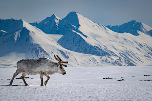 Reindeer in Svalbard