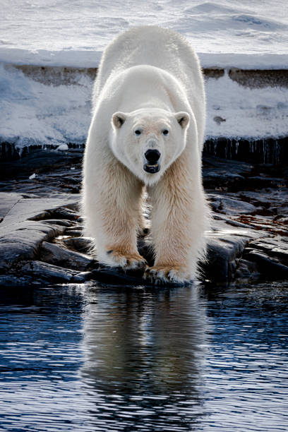 Polar bear stock photo