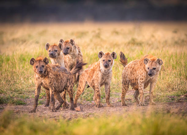 paquete hyena - perro salvaje fotografías e imágenes de stock