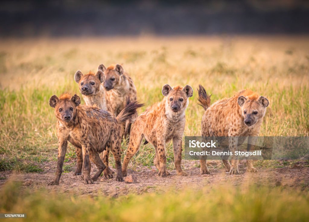 Hyena pack Hyenas Hyena Stock Photo