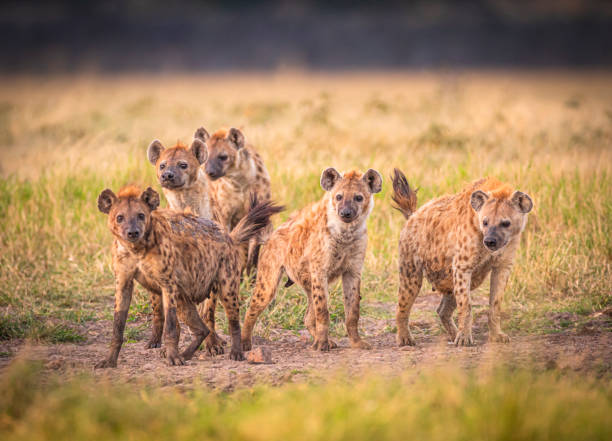 Hyena pack Hyenas hyena stock pictures, royalty-free photos & images