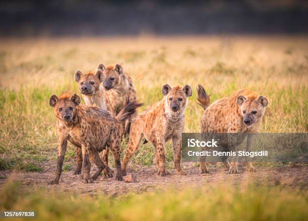 Hyena Pack Stock Photo - Download Image Now - Hyena, Spotted Hyena, Group Of Animals