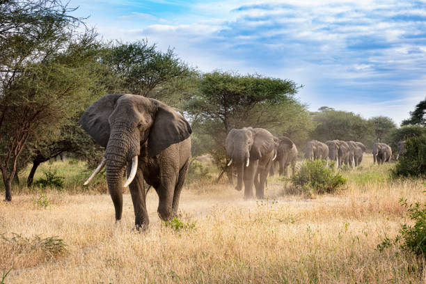 Elephants in line Elephants african elephant stock pictures, royalty-free photos & images