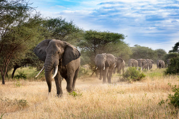 слоны в очереди - african elephant стоковые фото и изображения