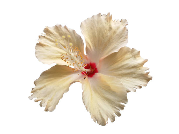 istock Light yellow hibiscus isolated on white background 1257699324