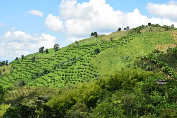 Landscape in the coffee axis, Colombia