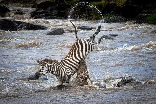 Zebras crossing the Mara River trying to avoid the giant crocs