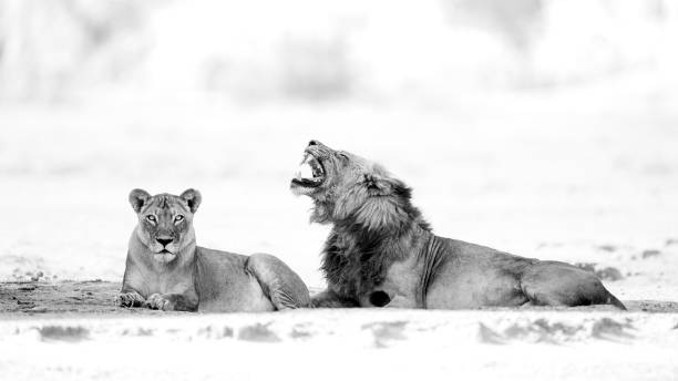 Lions couple in B&W stock photo