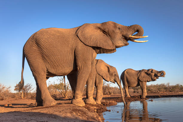 elefanti che bevono nella fosata d'acqua - mashatu game reserve foto e immagini stock